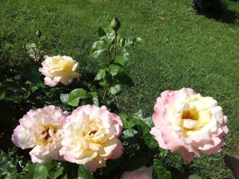  - TRANDAFIRI 2017_2018