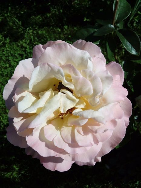  - TRANDAFIRI 2017_2018