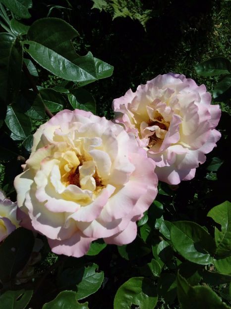  - TRANDAFIRI 2017_2018