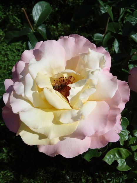  - TRANDAFIRI 2017_2018