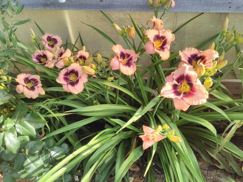  - Hemerocallis