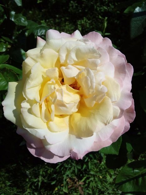  - TRANDAFIRI 2017_2018