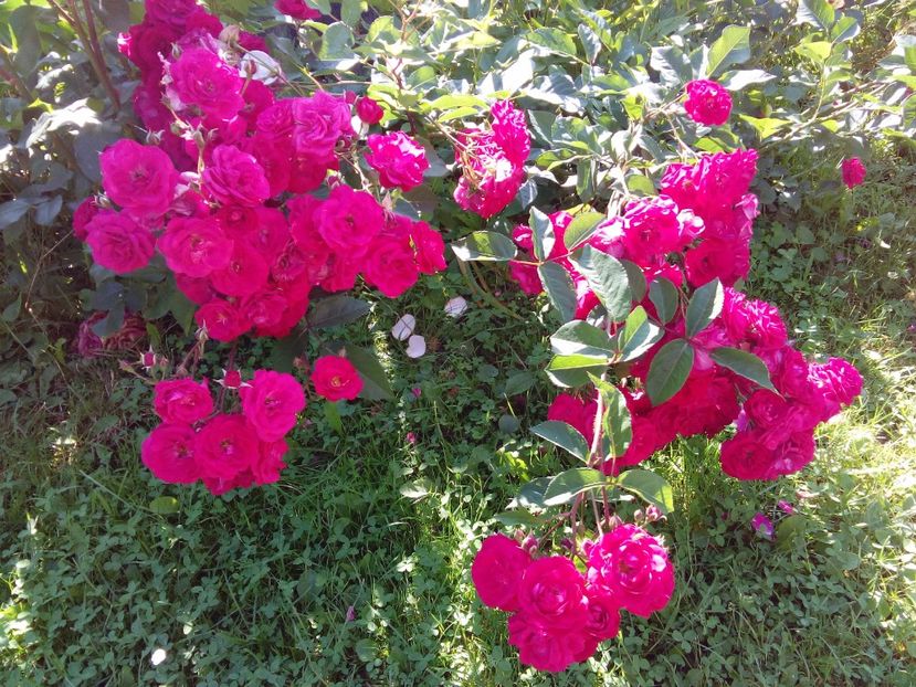  - TRANDAFIRI 2017_2018