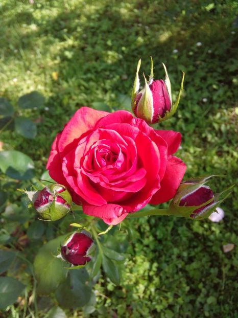  - TRANDAFIRI 2017_2018