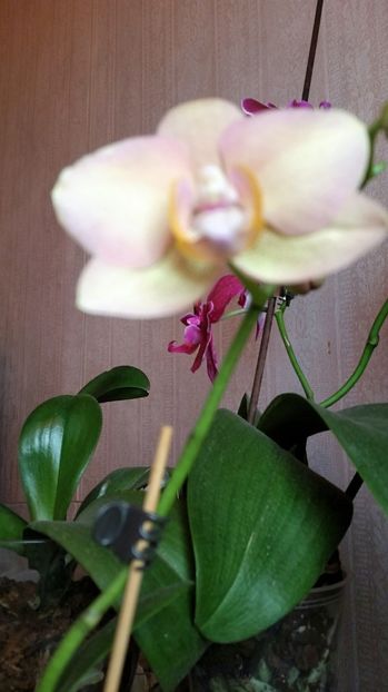 2017-06-30 08.36.56 - florii