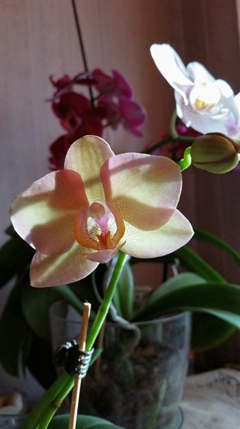 2017-06-30 08.37.56 - florii