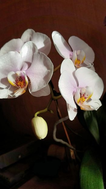 2017-06-30 08.37.39 - florii