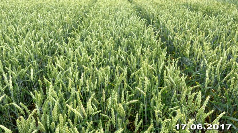 tratament samanta, vegetaie 3 aplicari - 17-06-2017 Dl Ing Octavian Guler