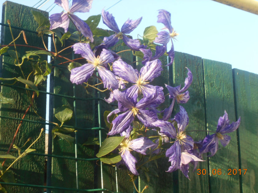  - 4Clematite2017