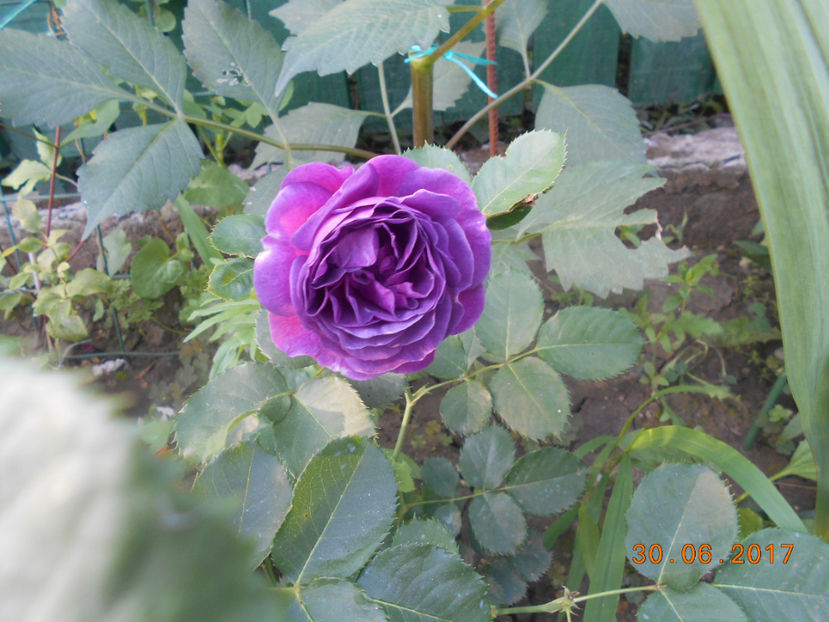 Minerva - 4TRANDAFIRI 2017