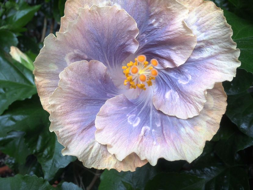 WIN_20170630_073409 - 0Hibiscus in colectie infloriti