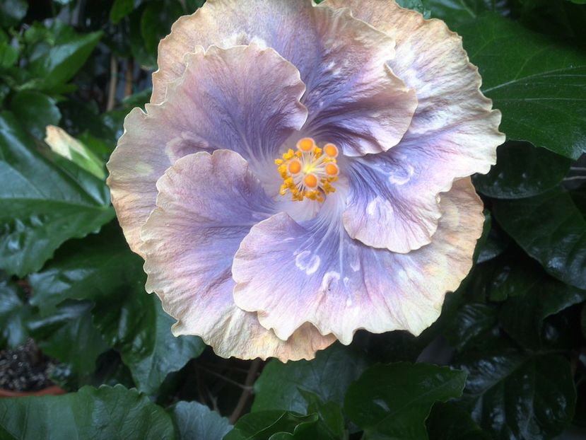 Silver Memories - 0Hibiscus in colectie infloriti