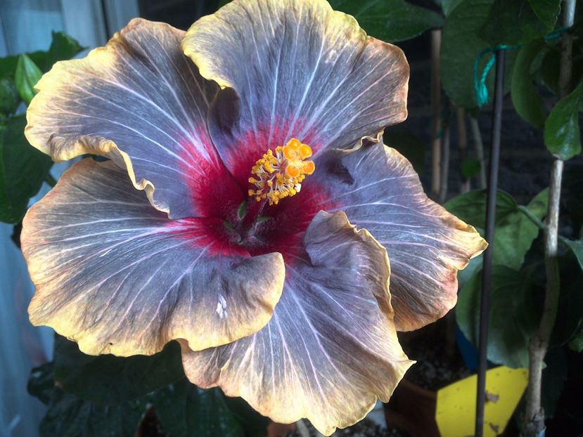 WIN_20170630_073112 - Black Rainbow