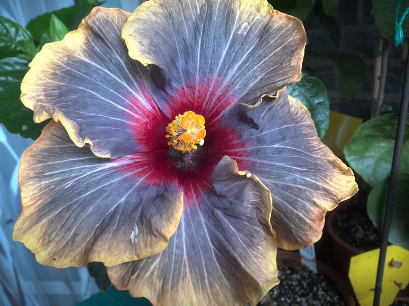 WIN_20170630_073123 - Black Rainbow