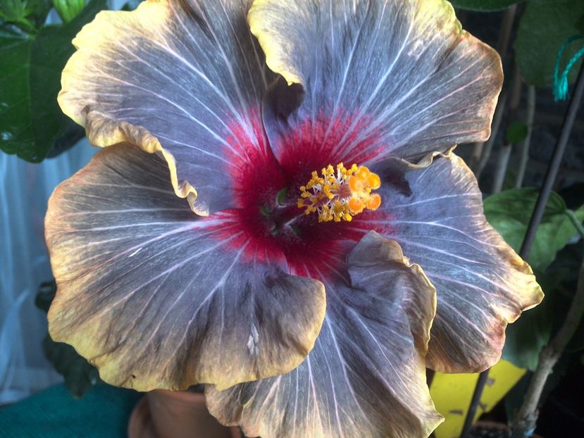 WIN_20170630_073151 - Black Rainbow