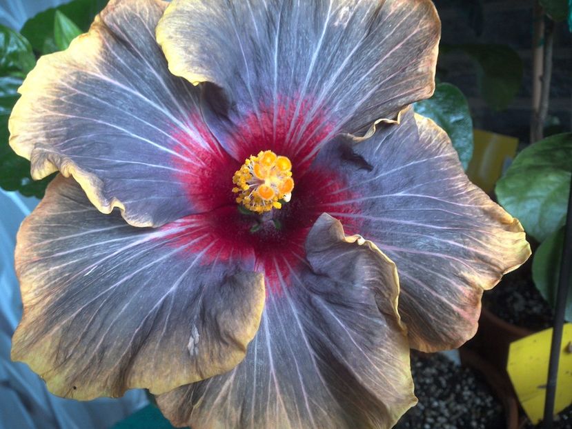 WIN_20170630_073156 - Black Rainbow