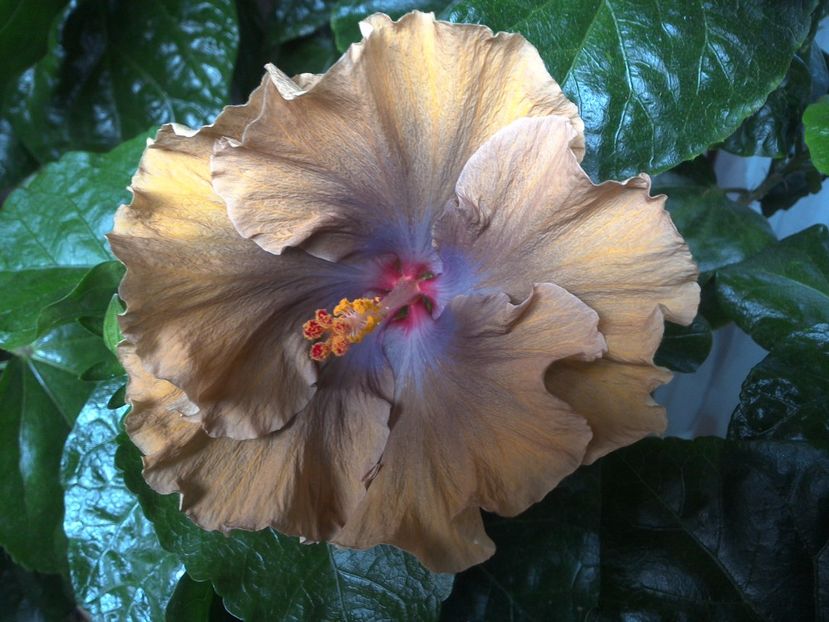 WIN_20170630_073620 - Moorea Silver Storm