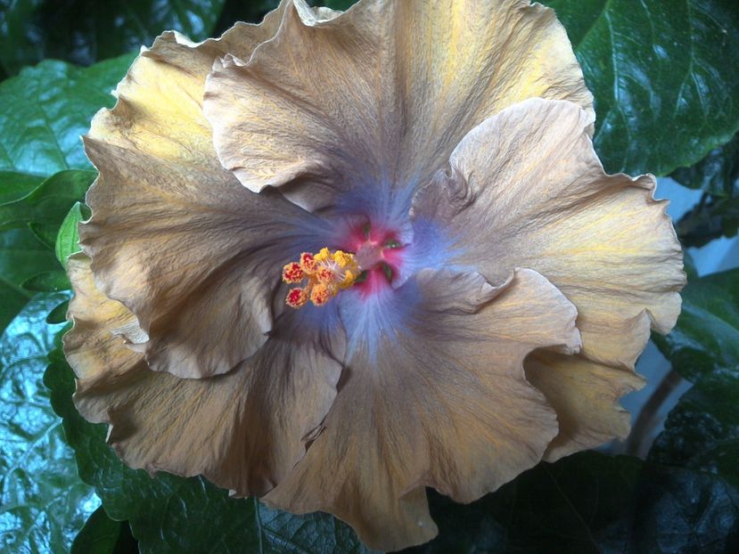 WIN_20170630_073642 - Moorea Silver Storm