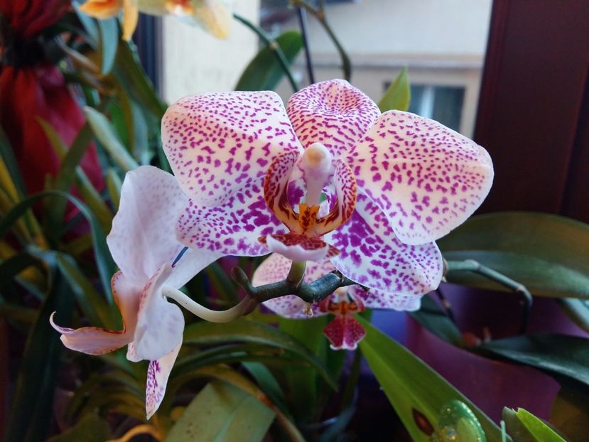  - Phalaenopsis2