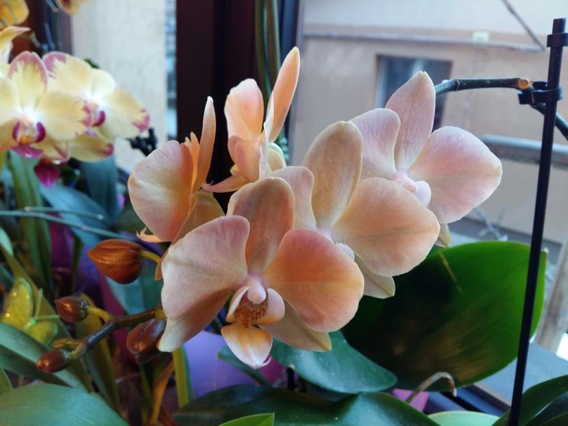  - Phalaenopsis2