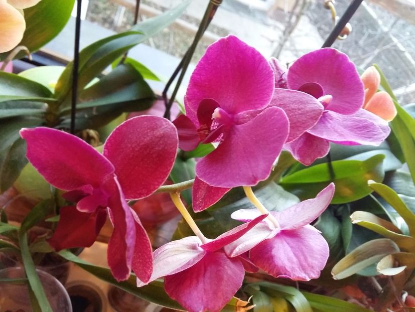  - Phalaenopsis2