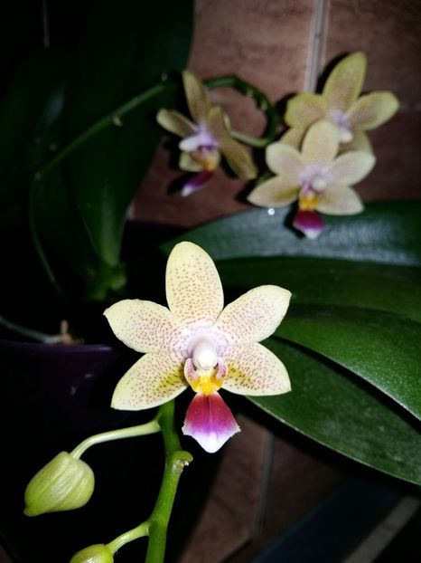  - Phalaenopsis2