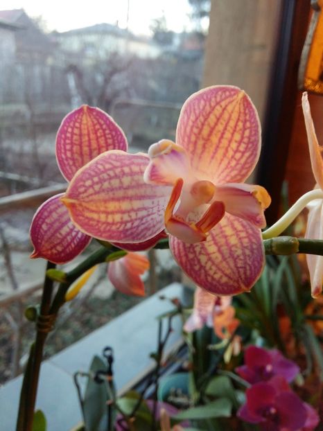  - Phalaenopsis2