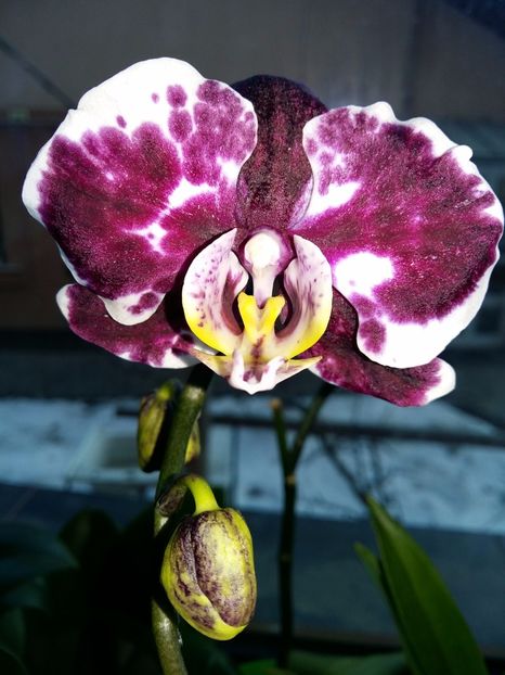  - Phalaenopsis2