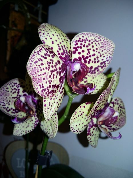  - Phalaenopsis2