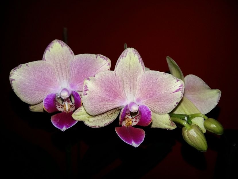  - Phalaenopsis2
