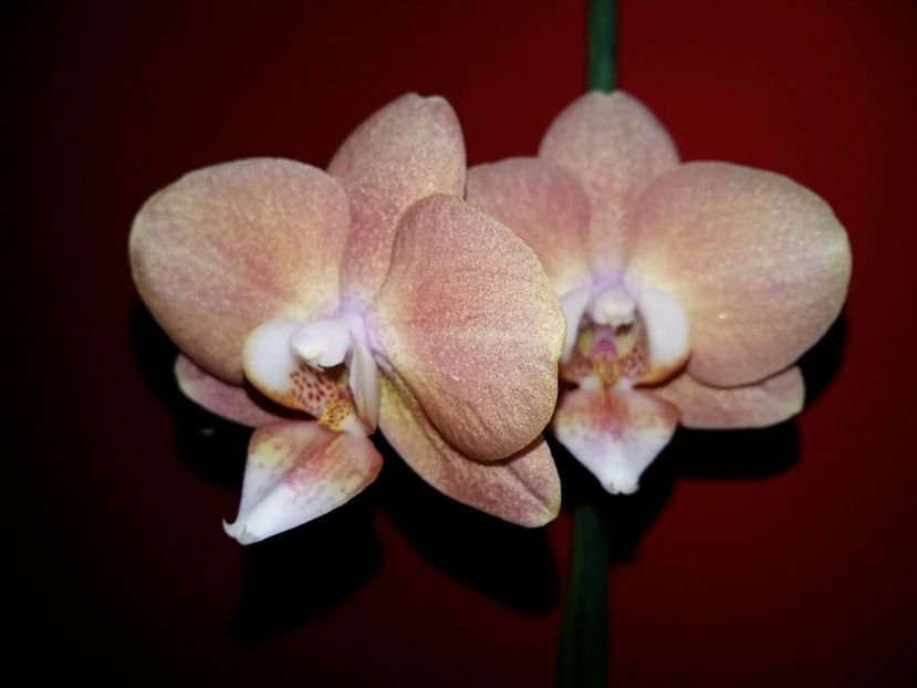  - Phalaenopsis2