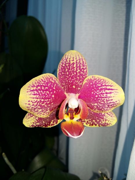  - Phalaenopsis2