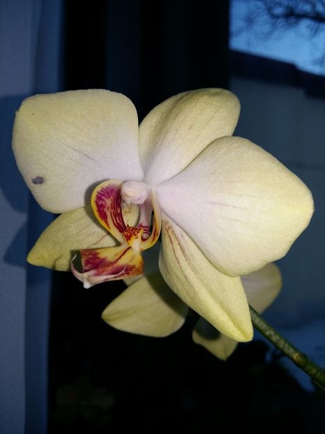  - Phalaenopsis2