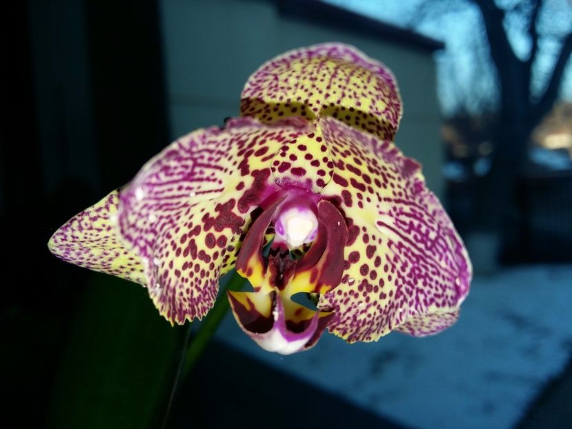  - Phalaenopsis2