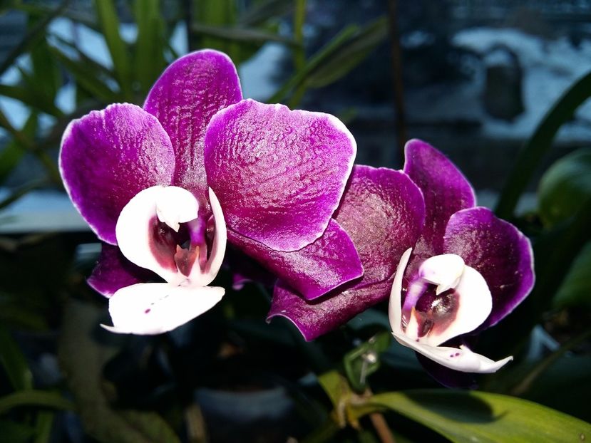  - Phalaenopsis2