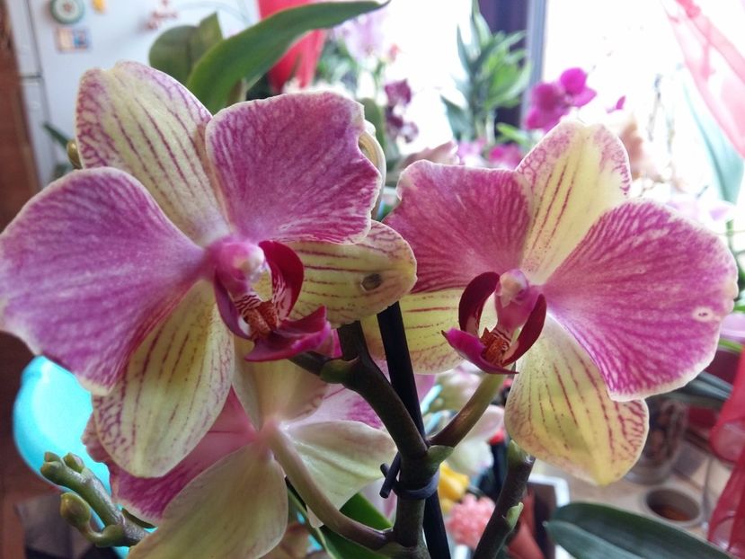  - Phalaenopsis2