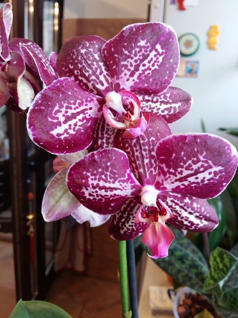  - Phalaenopsis2