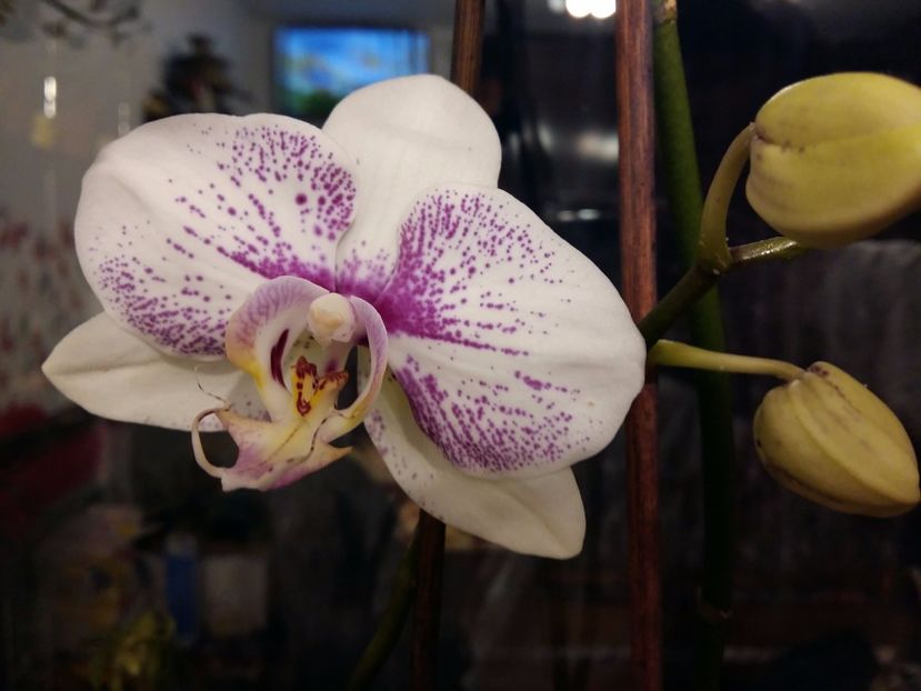  - Phalaenopsis2