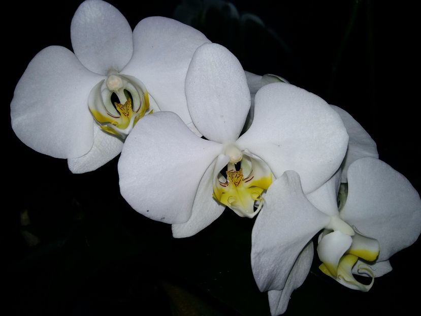  - Phalaenopsis2