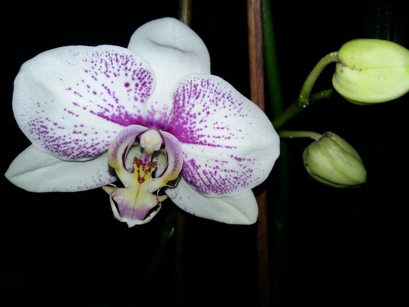  - Phalaenopsis2