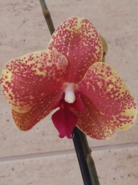  - Phalaenopsis2