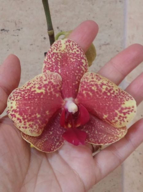  - Phalaenopsis2