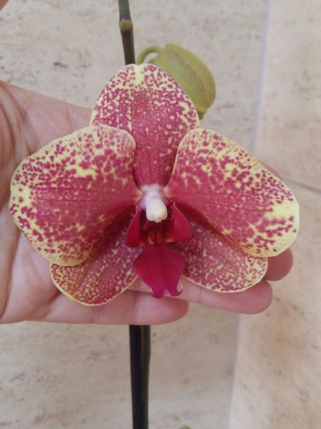  - Phalaenopsis2