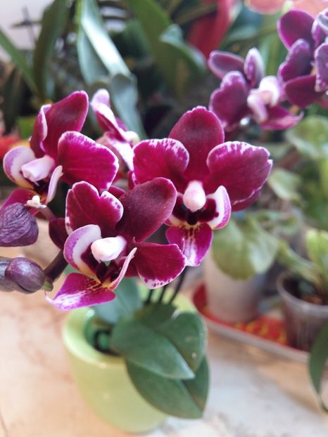  - Phalaenopsis2