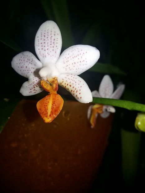  - Phalaenopsis2