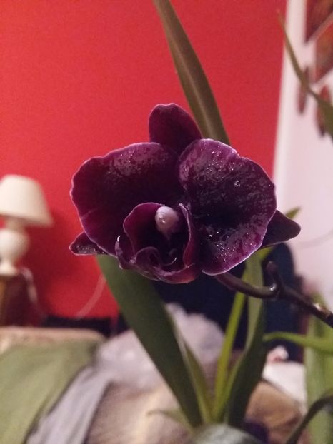  - Phalaenopsis2