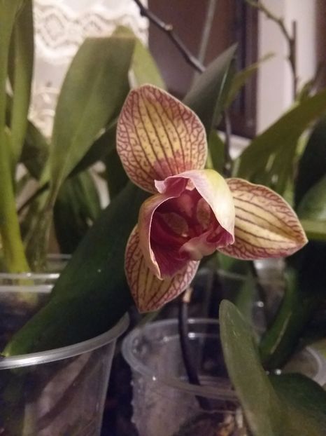  - Phalaenopsis2