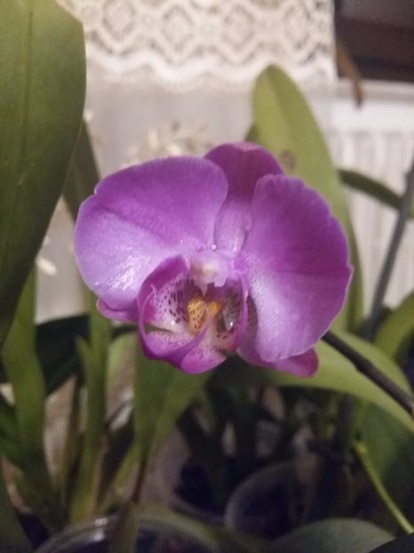  - Phalaenopsis2