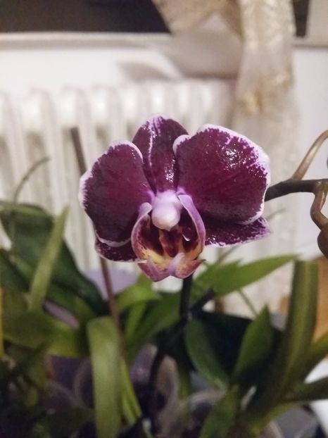  - Phalaenopsis2