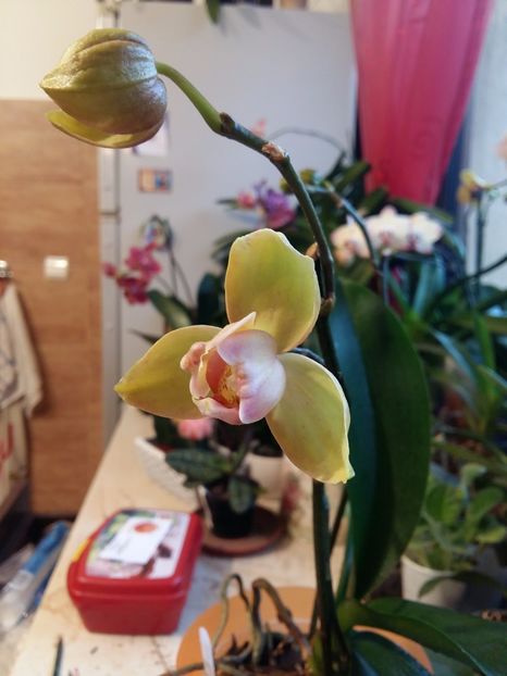  - Phalaenopsis2